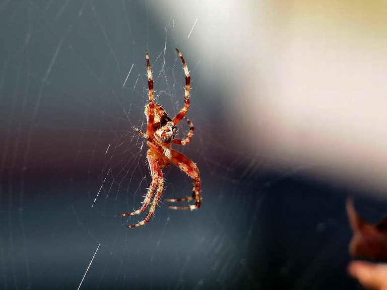 araignees-01.jpg