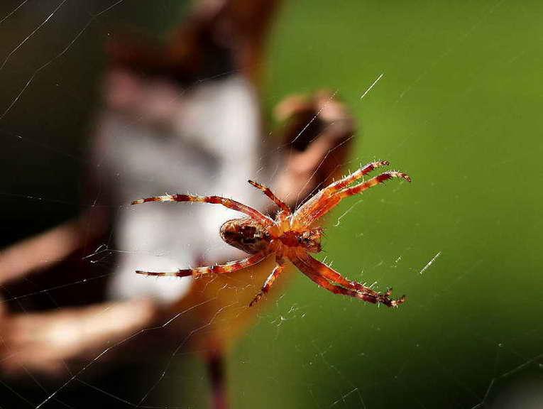 araignees-02.jpg
