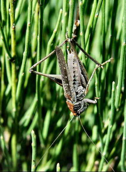criquets-03.jpg
